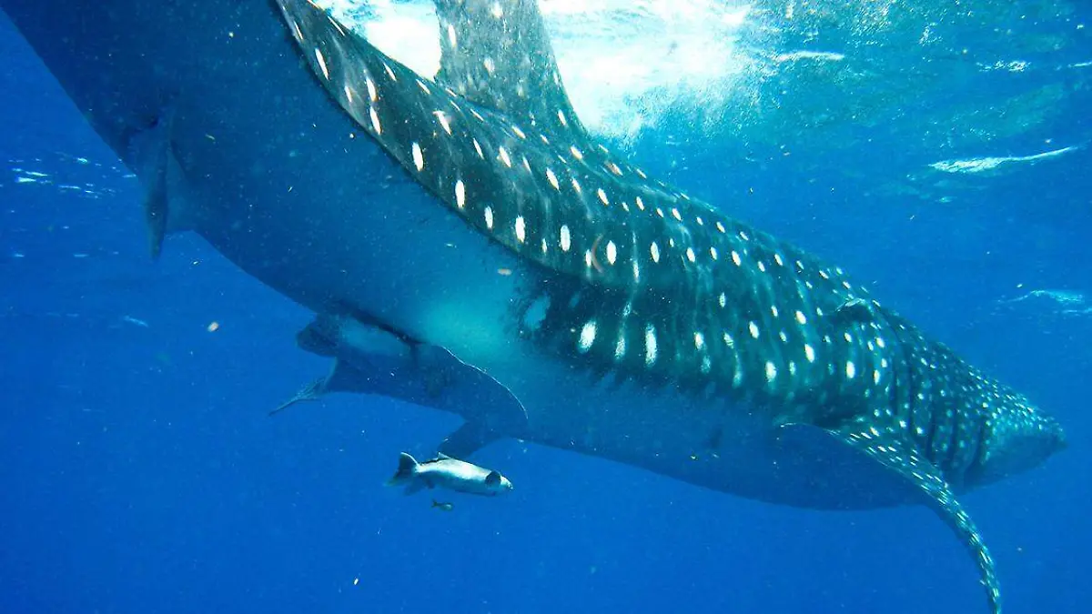 Dependiendo de la especie, los tiburones suelen vivir entre 20 y 30 años